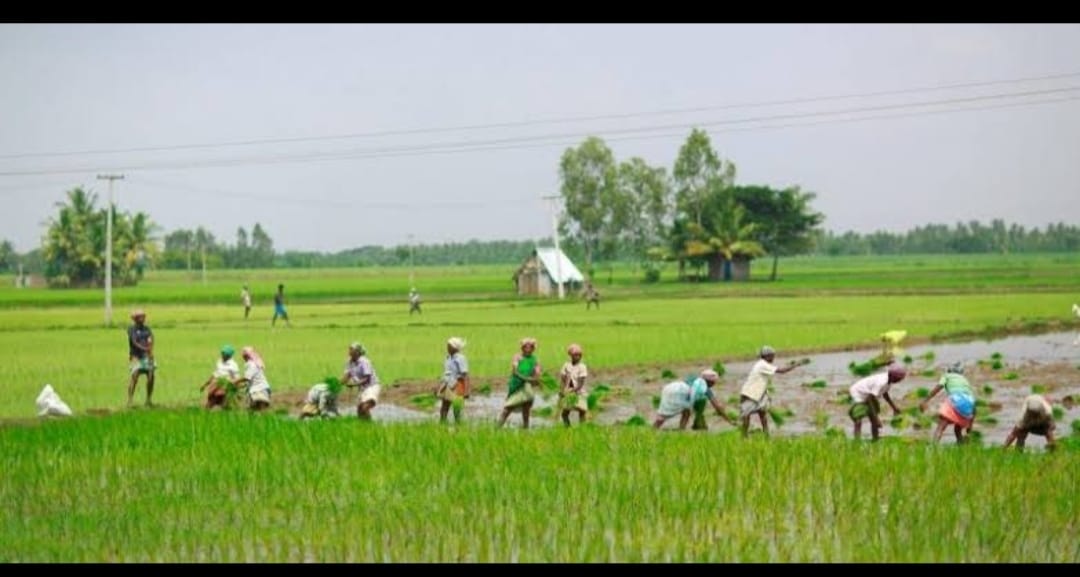 ಹಸಿರು ಹೊನ್ನಿನ ಪೈರು