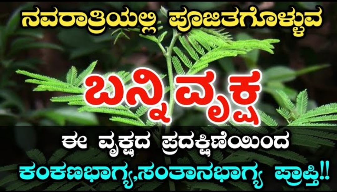 ಬನ್ನಿವೃಕ್ಷದಲಿ ಬಚ್ಚಿಟ್ಟ ಆಯುಧಗಳು ಮತ್ತು ವಿಜಯದಶಮಿ